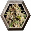 Orka 3 semillas Blim Burn Seeds