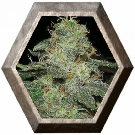 BC Diesel 3 semillas Blim Burn Seeds BLIM BURN SEEDS BLIM BURN