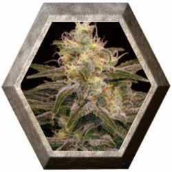 Chocolopez 3 semillas Blim Burn Seeds BLIM BURN SEEDS BLIM BURN