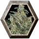 Kabrales Auto 3 semillas Blim Burn Seeds BLIM BURN SEEDS BLIM BURN