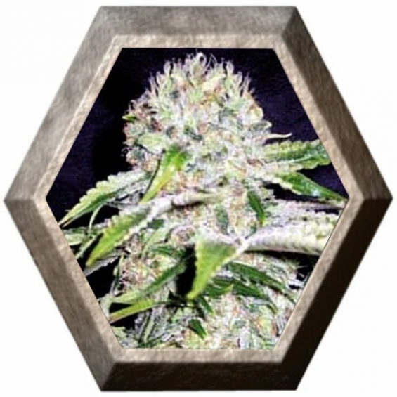 Northern Light Auto 3 semillas Blim Burn Seeds BLIM BURN SEEDS BLIM BURN