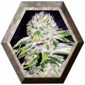 Northern Light Auto 3 semillas Blim Burn Seeds