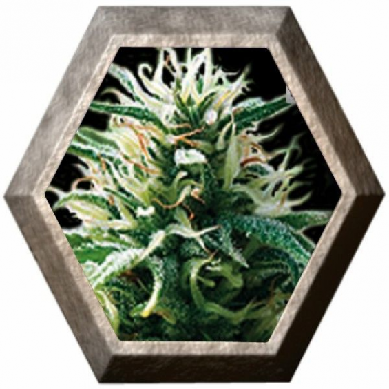 Sweety Auto 3 semillas Blim Burn Seeds BLIM BURN SEEDS BLIM BURN