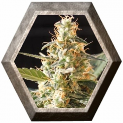 Cream Auto 3 semillas Blim Burn Seeds BLIM BURN SEEDS BLIM BURN