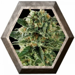 Critical Auto 3 semillas Blim Burn Seeds BLIM BURN SEEDS BLIM BURN