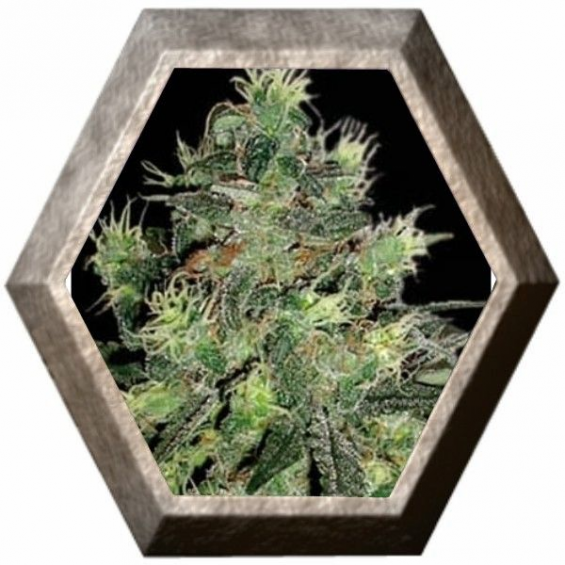 AK Auto 3 semillas Blim Burn Seeds BLIM BURN SEEDS BLIM BURN