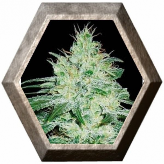 Orient Auto 3 semillas Blim Burn Seeds BLIM BURN SEEDS BLIM BURN