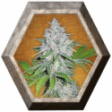 Californian Snow Auto 1 Semilla FastBuds