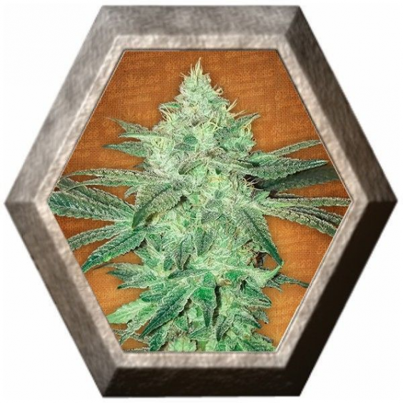 Stardawg Auto 1 Semilla FastBuds FASTBUDS FASTBUDS