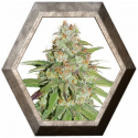 Glueberry O.G. 3 semillas Dutch Passion Seeds