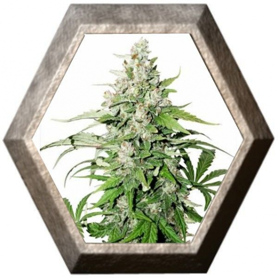 Auto Cinderella Jack 3 semillas Dutch Passion Seeds DUTCH PASSION SEEDS DUTCH PASSION SEEDS