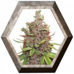 Auto Glueberry O.G. 3 semillas Dutch Passion Seeds DUTCH PASSION SEEDS DUTCH PASSION SEEDS