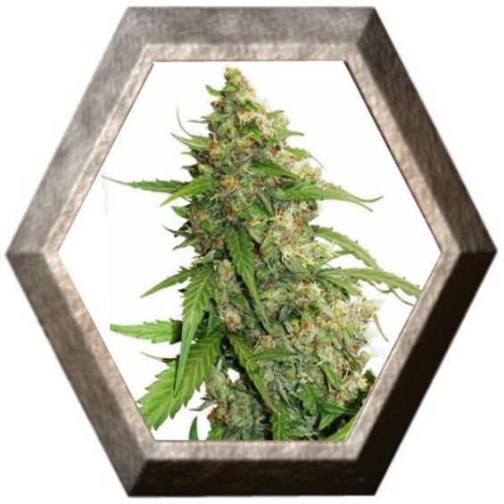 CBD Auto Compassion Lime 3 semillas Dutch Passion Seeds DUTCH PASSION SEEDS DUTCH PASSION SEEDS