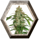 CBD Auto White Widow 3 semillas Dutch Passion Seeds