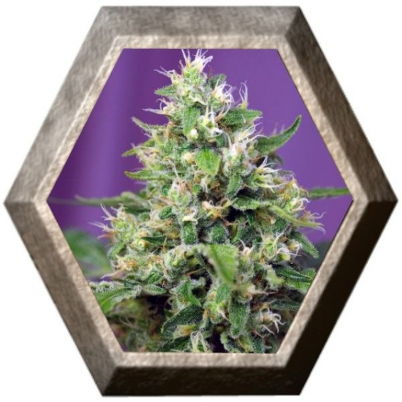 Blow Mind Auto 3 semillas Sweet seeds SWEET SEEDS  SWEET SEEDS