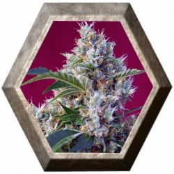 Indigo Berry Kush 3 semillas Sweet Seeds SWEET SEEDS  SWEET SEEDS