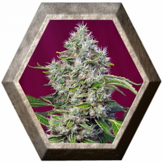 San Fernando Lemon Kush 3 semillas Sweet Seeds SWEET SEEDS  SWEET SEEDS