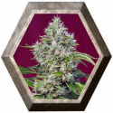 San Fernando Lemon Kush 3 semillas Sweet Seeds