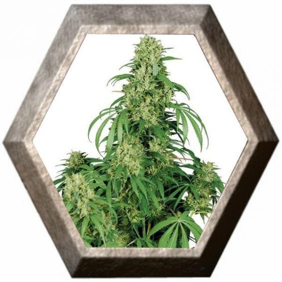 Calamity Jane Auto 1 semilla Buddha Seeds BUDDHA SEEDS BUDDHA SEEDS