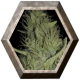 Amnesia 1 semilla Exclusive Seeds EXCLUSIVE SEEDS EXCLUSIVE SEEDS