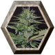 Auto Bilberry 1 semilla Exclusive Seeds EXCLUSIVE SEEDS EXCLUSIVE SEEDS