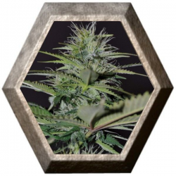 Auto Bilberry 1 semilla Exclusive Seeds EXCLUSIVE SEEDS EXCLUSIVE SEEDS