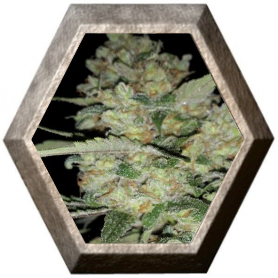 Auto Critical 1 semilla Exclusive Seeds EXCLUSIVE SEEDS EXCLUSIVE SEEDS