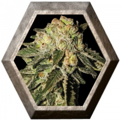 Auto Mandarina 1 semilla Exclusive Seeds EXCLUSIVE SEEDS EXCLUSIVE SEEDS