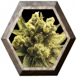 Auto Nemo 1 semilla Exclusive Seeds EXCLUSIVE SEEDS EXCLUSIVE SEEDS