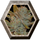 Auto Oxus 1 semilla Exclusive Seeds EXCLUSIVE SEEDS EXCLUSIVE SEEDS