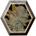 Auto Oxus 1 semilla Exclusive Seeds