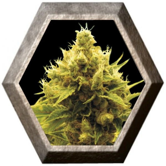 Cheese x Critical 1 semilla Exclusive Seeds EXCLUSIVE SEEDS EXCLUSIVE SEEDS