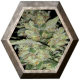 Critical Exclusive 1 semilla Exclusive Seeds EXCLUSIVE SEEDS EXCLUSIVE SEEDS