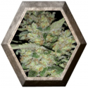 Critical Exclusive 1 semilla Exclusive Seeds
