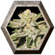 Doble W 1 semilla Exclusive Seeds EXCLUSIVE SEEDS EXCLUSIVE SEEDS