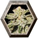 Doble W 1 semilla Exclusive Seeds