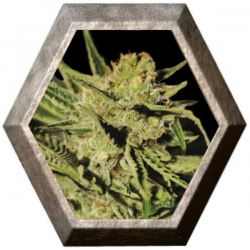 Egarshark 1 semilla Exclusive Seeds EXCLUSIVE SEEDS EXCLUSIVE SEEDS