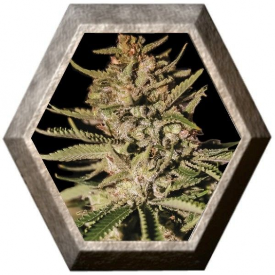 Kush Exclusive 1 semilla Exclusive Seeds EXCLUSIVE SEEDS EXCLUSIVE SEEDS