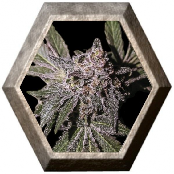 Limon Haze 1 semilla Exclusive Seeds EXCLUSIVE SEEDS EXCLUSIVE SEEDS