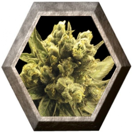 Nemo 1 semilla Exclusive Seeds EXCLUSIVE SEEDS EXCLUSIVE SEEDS