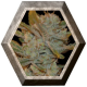 Oxus 1 semilla Exclusive Seeds EXCLUSIVE SEEDS EXCLUSIVE SEEDS