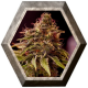 CBD Caramelice 1 semilla Positronics Seeds POSITRONIC SEEDS POSITRONICS SEEDS