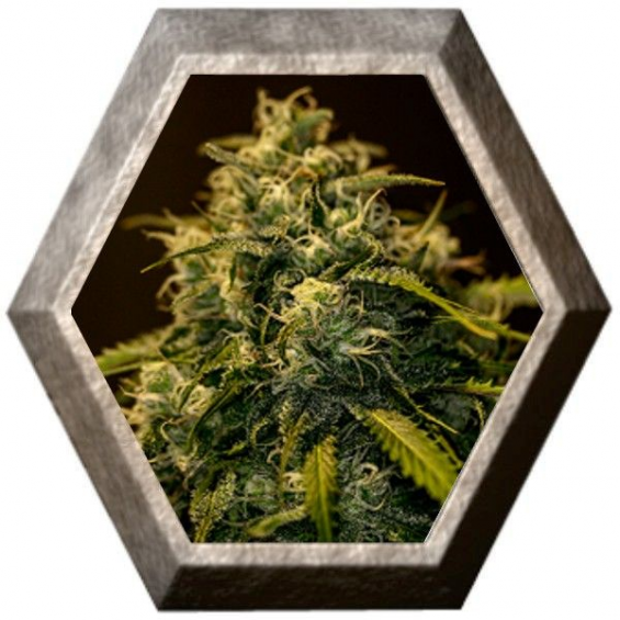 CBD Jack Diesel 1 semilla Positronics Seeds POSITRONIC SEEDS POSITRONICS SEEDS