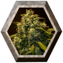 CBD Jack Diesel 1 semilla Positronics Seeds