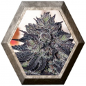 Gordo Master Kush 6 semillas Positronics Seeds