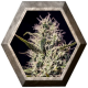 One Love Haze 6 semillas Positronics Seeds POSITRONIC SEEDS POSITRONICS SEEDS