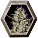 One Love Haze 6 semillas Positronics Seeds