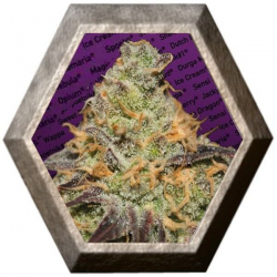 Blue Kush Berry 3 semillas Paradise seeds PARADISE SEEDS PARADISE SEEDS