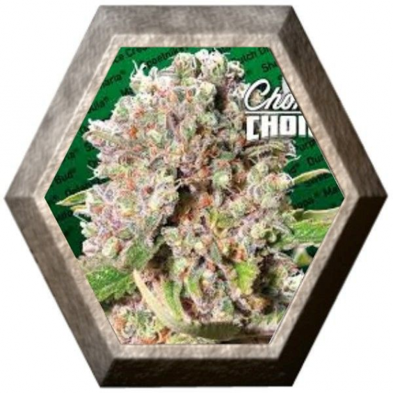 Mendocino Skunk 3 semillas Paradise seeds PARADISE SEEDS PARADISE SEEDS