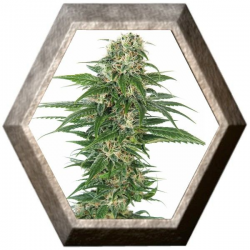 Early Skunk Auto 3 semillas Sensi Seeds SENSI SEEDS SENSI SEEDS